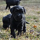Black Schnauzer puppies