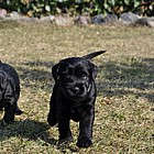 Black Schnauzer puppies