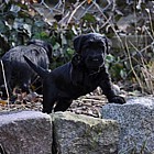 Black Schnauzer puppies