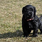 Black Schnauzer puppies