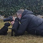 Black Schnauzer puppies