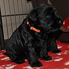 Black Schnauzer puppies