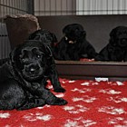 Black Schnauzer puppies
