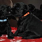 Black Schnauzer puppies