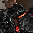 Black Schnauzer puppies