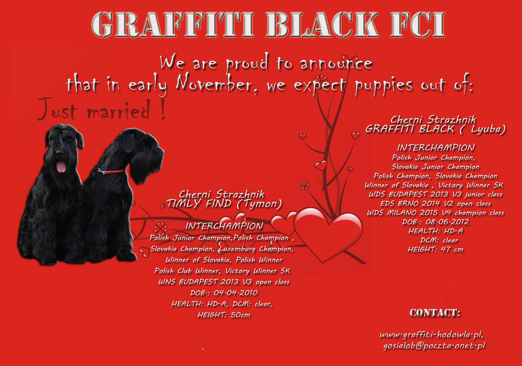 Black Standard Schnauzer