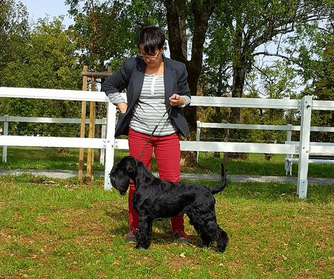 Black Standard Schnauzer