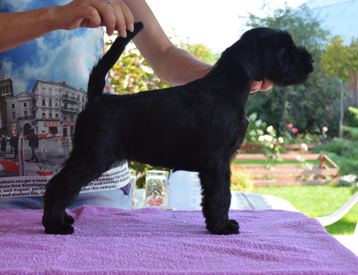 Black Standard Schnauzer